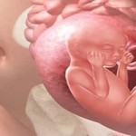 24 тиждень – Вагітність на двадцять четвертому тижні